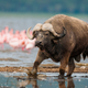 A Cape Buffalo bull emerges from the cooling water of Lake Nakuru in late afternoon, Lake Nakuru National Park, Kenya